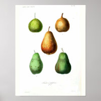 Vintages Botanisches Poster - Birnen