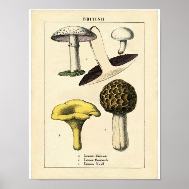 Vintages Botanisches Poster - Britisches Pilz (Vorne)