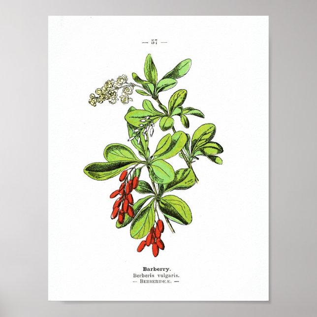Vintages botanisches Poster - Brombeere (Vorne)