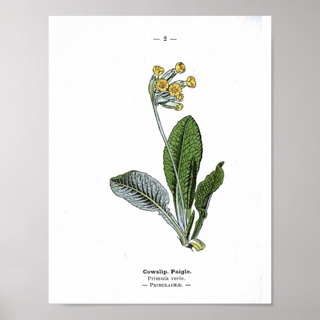 Vintages botanisches Poster - Cowslip (Vorne)