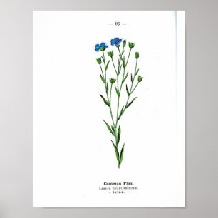 Vintages Botanisches Poster - Gemeiner Flachs
