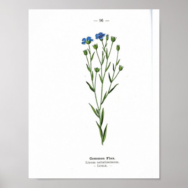 Vintages Botanisches Poster - Gemeiner Flachs (Vorne)