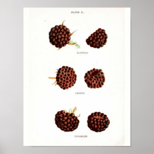 Vintages botanisches Poster - Himbeere