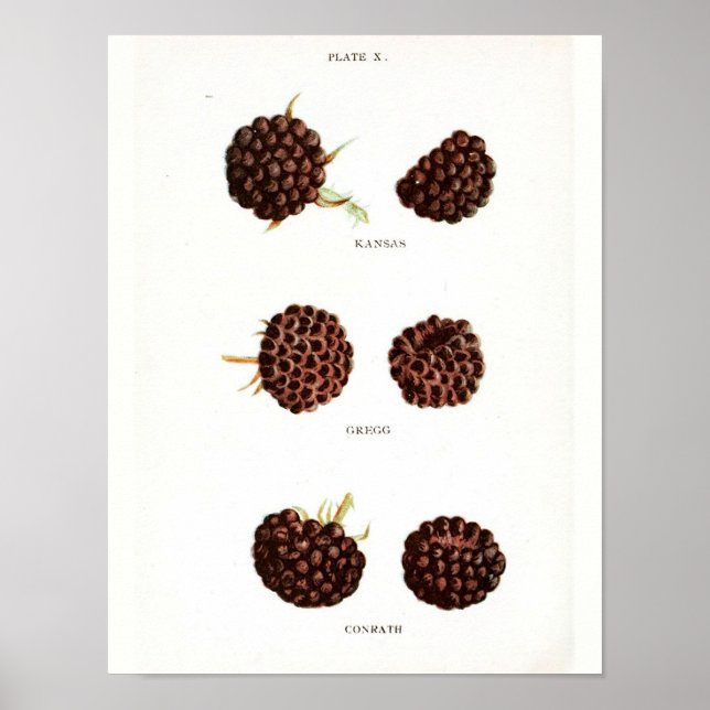 Vintages botanisches Poster - Himbeere (Vorne)