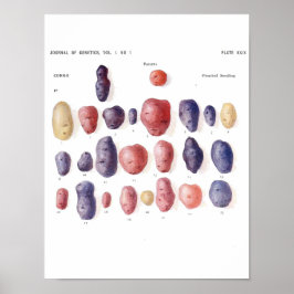 Vintages Botanisches Poster - Kartoffelgenetik