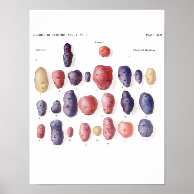 Vintages Botanisches Poster - Kartoffelgenetik (Vorne)