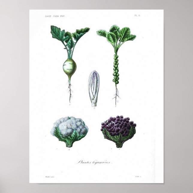 Vintages botanisches Poster - Kauliblume (Vorne)
