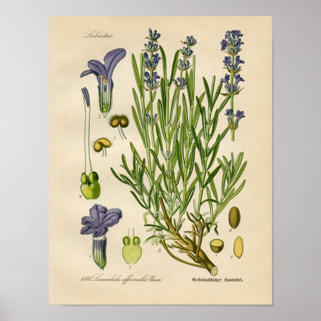 Vintages Botanisches Poster - Lavendel (Vorne)