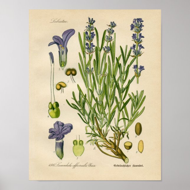 Vintages Botanisches Poster - Lavendel (Vorne)