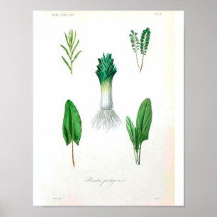 Vintages botanisches Poster - Leek
