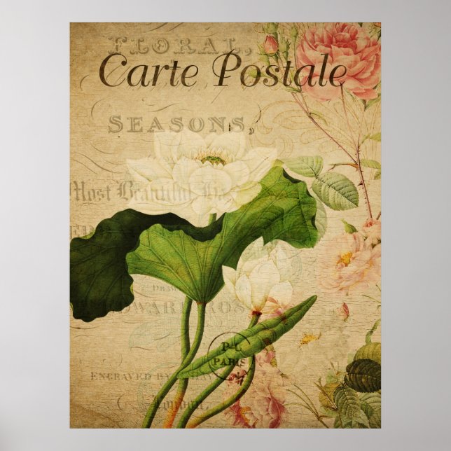 Vintages botanisches Poster - Lotus-Blume (Vorne)
