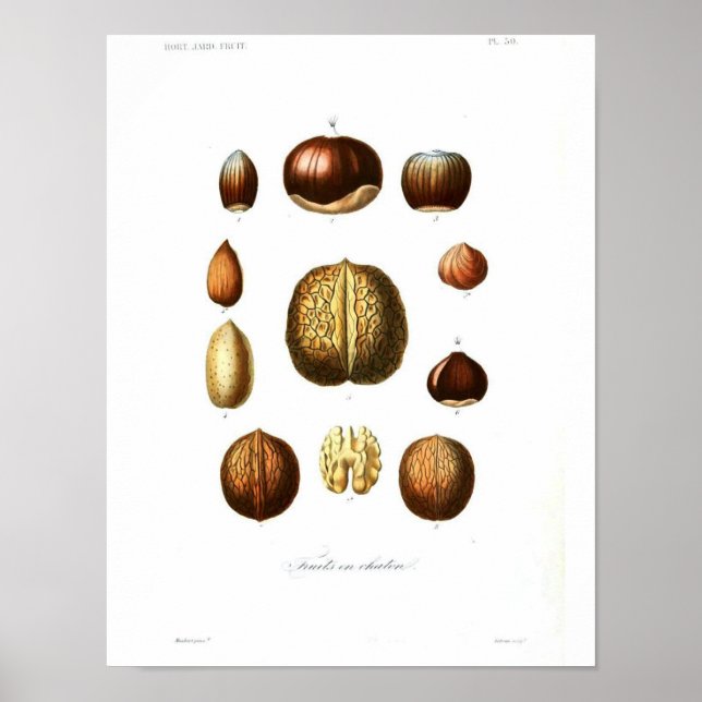 Vintages Botanisches Poster - Nuts (Vorne)