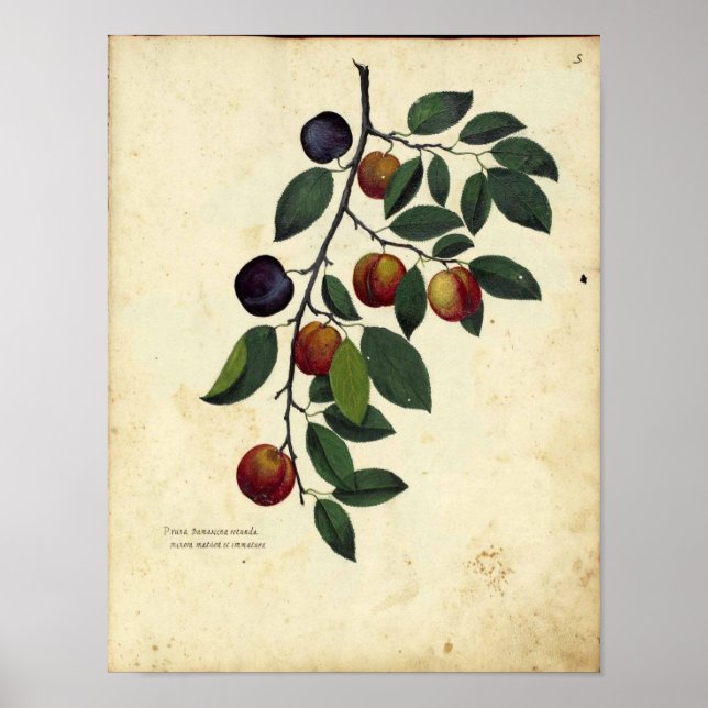 Vintages botanisches Poster - Plakat (Vorne)