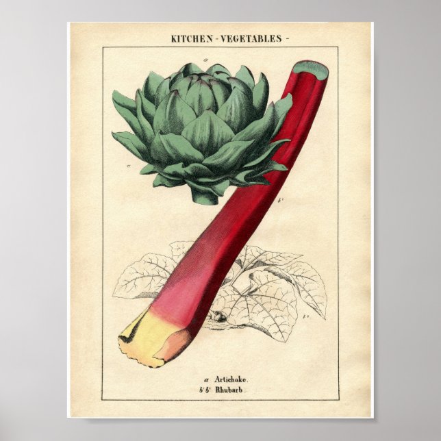Vintages botanisches Poster - Rhubarb (Vorne)