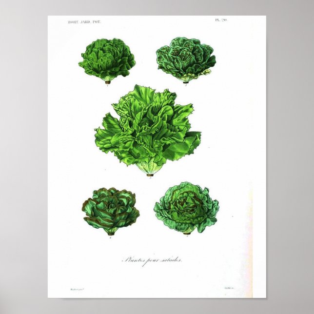 Vintages botanisches Poster - Salat (Vorne)