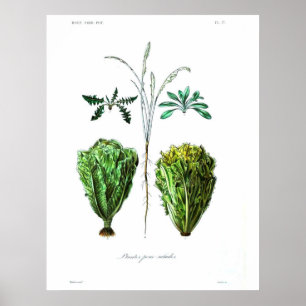 Vintages botanisches Poster - Salat
