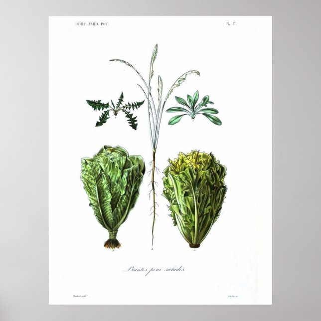 Vintages botanisches Poster - Salat (Vorne)