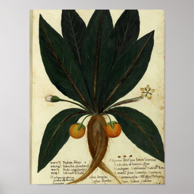 Vintages botanisches Poster - süßer Orange (Vorne)