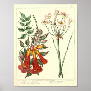 Vintages botanisches Poster - Wilde Blume