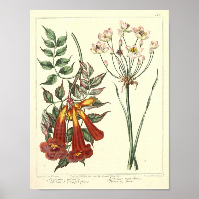 Vintages botanisches Poster - Wilde Blume (Vorne)