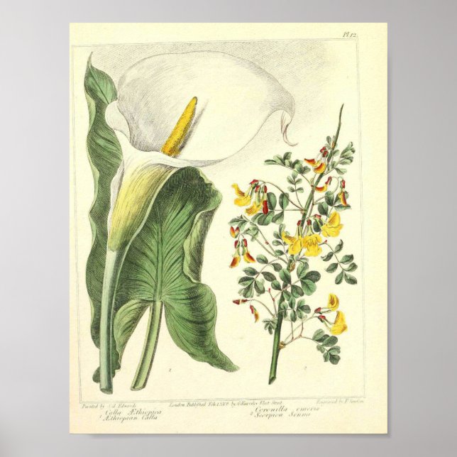 Vintages botanisches Poster - Wilde Blume (Vorne)