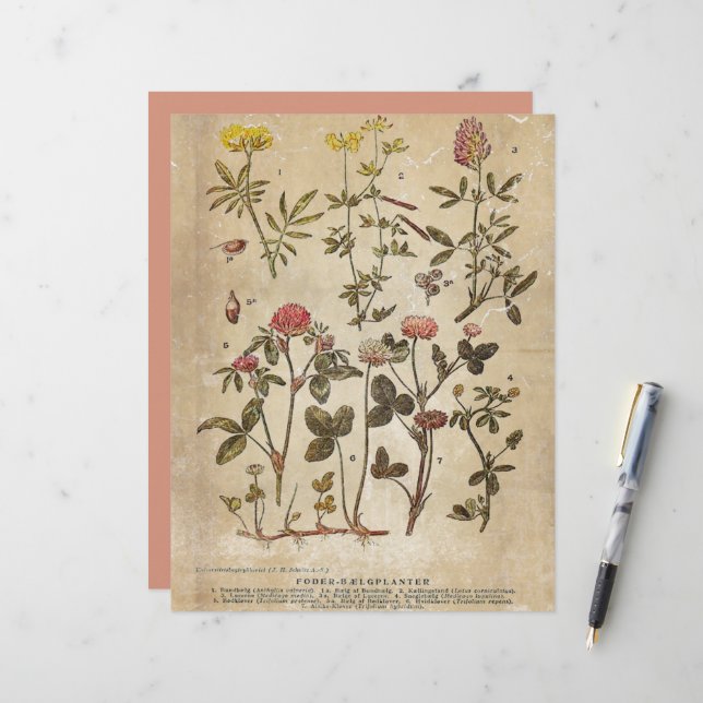 Vintages botanisches Scrapbook (Vorderseite/Rückseite Beispiel)
