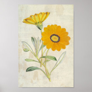 Vintages botanisches Splendent Gazania Poster