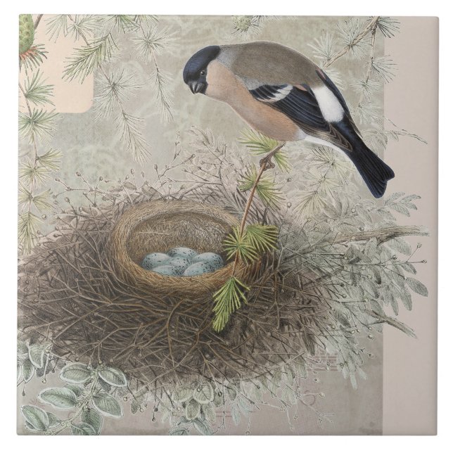 Vintages botanisches Vogelnest, Blaues Eier, Colla Fliese (Vorderseite)