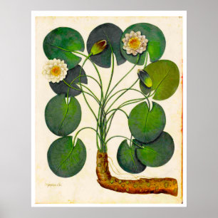 Vintages Botanisches Wasserlilie-Poster Poster