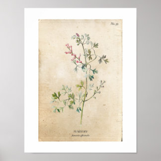 Vintages Botanisches Wildblume-Poster Poster
