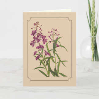 Vintages botanisches Zeichnen des wilden Fireweed Karte