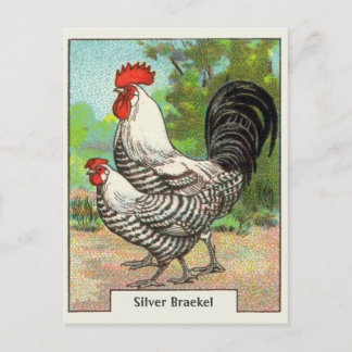 Vintages Braekel-Hühnchen Postkarte