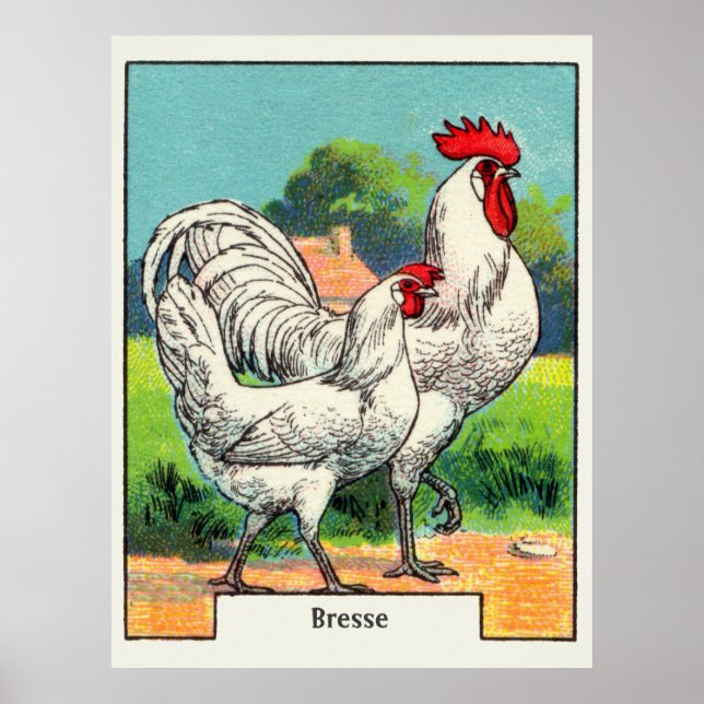 Vintages Bresse-Huhn Poster (Vorne)