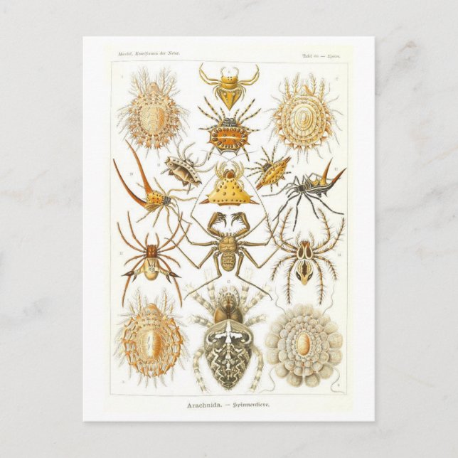 Vintages Buch Illustration Spiders Postkarte (Vorderseite)