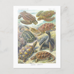 Vintages Buch Illustration Turtles and Tortoises Postkarte
