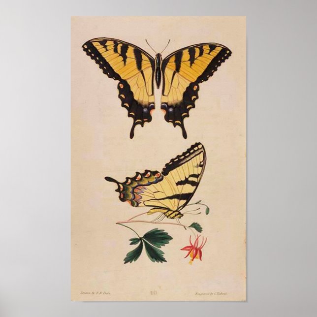 Vintages Butterfly-Image-Poster Poster (Vorne)