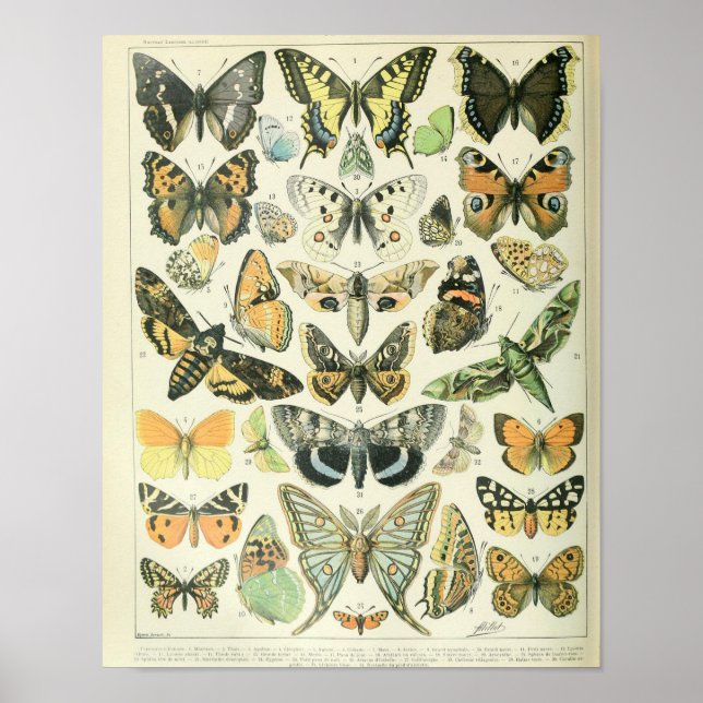 Vintages Butterfly-Poster Poster (Vorne)