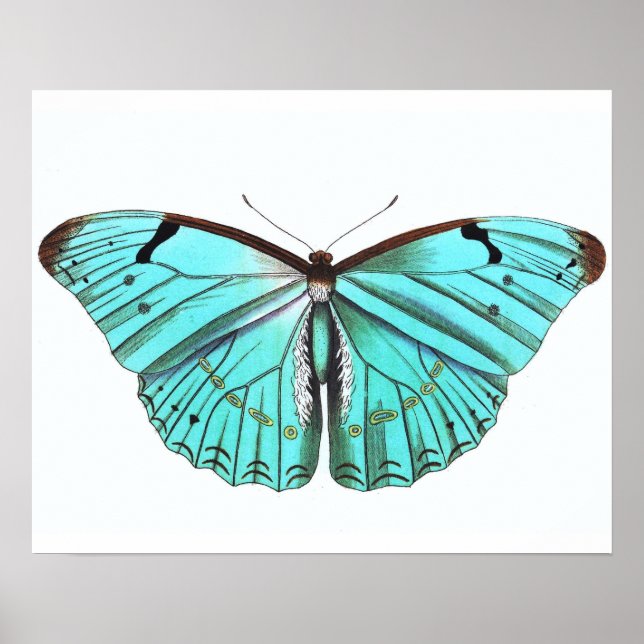 Vintages Butterfly Poster Turqoise Blue (Vorne)