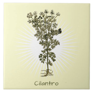 Vintages Cilantro Herb Keramik Fliese