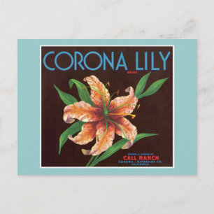 Vintages Corona Lily Fruchtlabel Postkarte