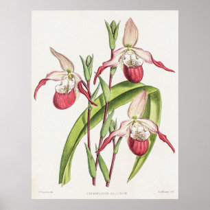 Vintages Cypripedium Orchid Blume Poster