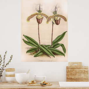 Vintages Cypripedium Orchid Blume Poster