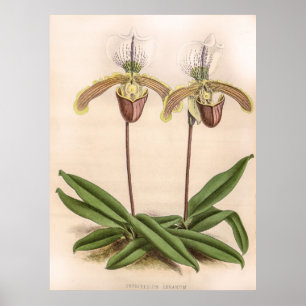 Vintages Cypripedium Orchid Blume Poster