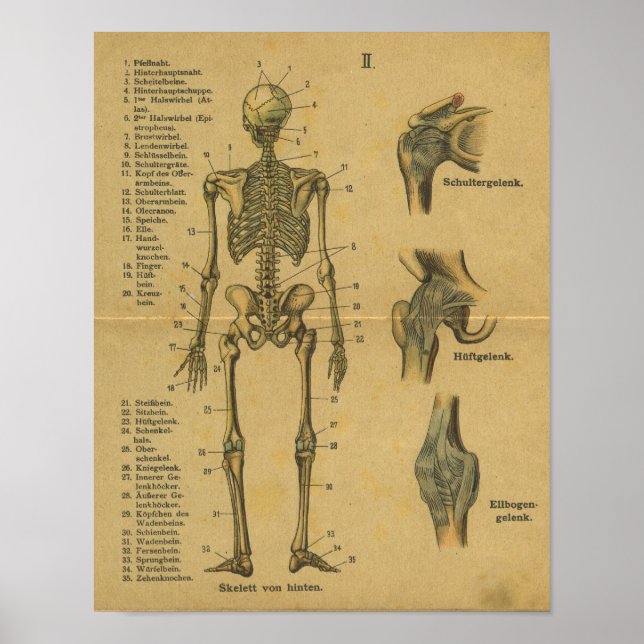 Vintages deutsches Anatomie-Druckskelett Poster (Vorne)