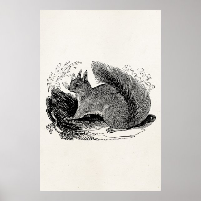 Vintages Eichhörnchen aus dem 18. Jahrhundert Poster (Vorne)