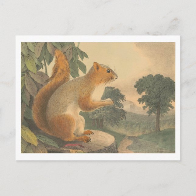 Vintages Eichhörnchen Lithographie Postkarte (Vorderseite)