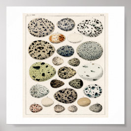 VINTAGES EIER 1843 ILLUSTRATIONSPARSTER POSTER