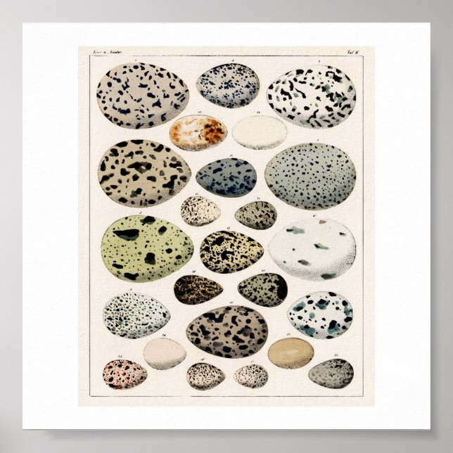 VINTAGES EIER 1843 ILLUSTRATIONSPARSTER POSTER (Vorne)