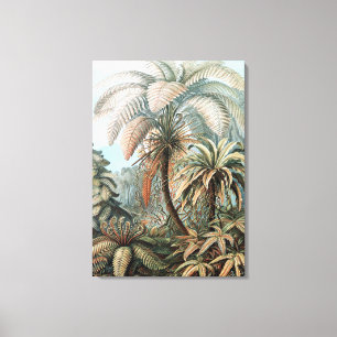Vintages Ernst Haeckel Palm Tree Poster Leinwanddruck