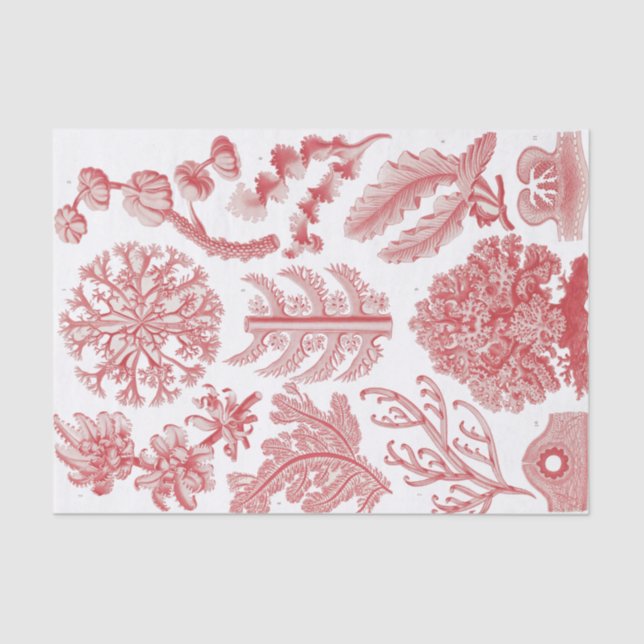 Vintages Ernst Haeckel Seetang-Poster Seidenpapier (Vorderseite)